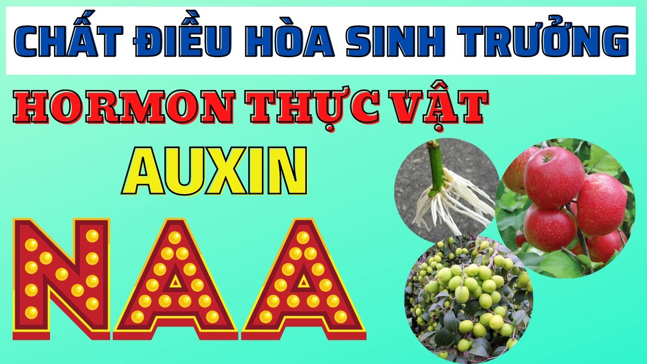 NAA chất điều hòa sinh trưởng | Hormon thực vật Auxin | Tăng trưởng chiều ngang và giảm rụng trái