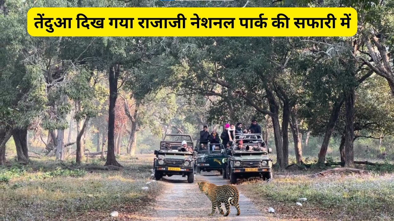 तेंदुआ दिख गया राजाजी नेशनल पार्क की सफारी में #jeepsafari