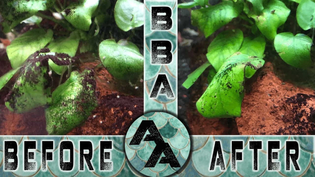 Treating for Black Beard Algae (BBA) with Peroxide or Excel