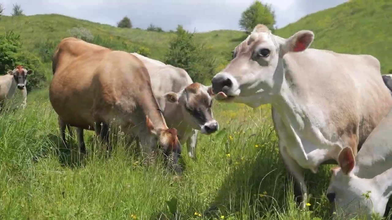 New Zealand Farm Sale 2025 - Motueka - 98 Thorpe-Orinoco Road, Ngatimoti, Tasman