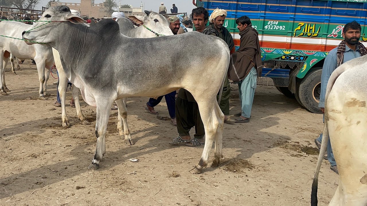 کوٹ چھٹا منڈی مے بچھڑے ہی بچھڑے ٹاپ کوالٹی داجلی بچھڑے منڈی مے بھر گئے رمضان مبارک 19/2/2026