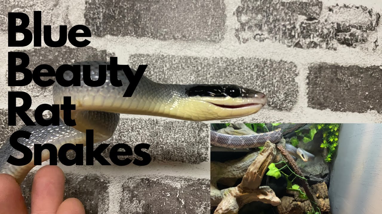 Vietnamese Blue Beauty Rat Snakes | Tips & Things to know