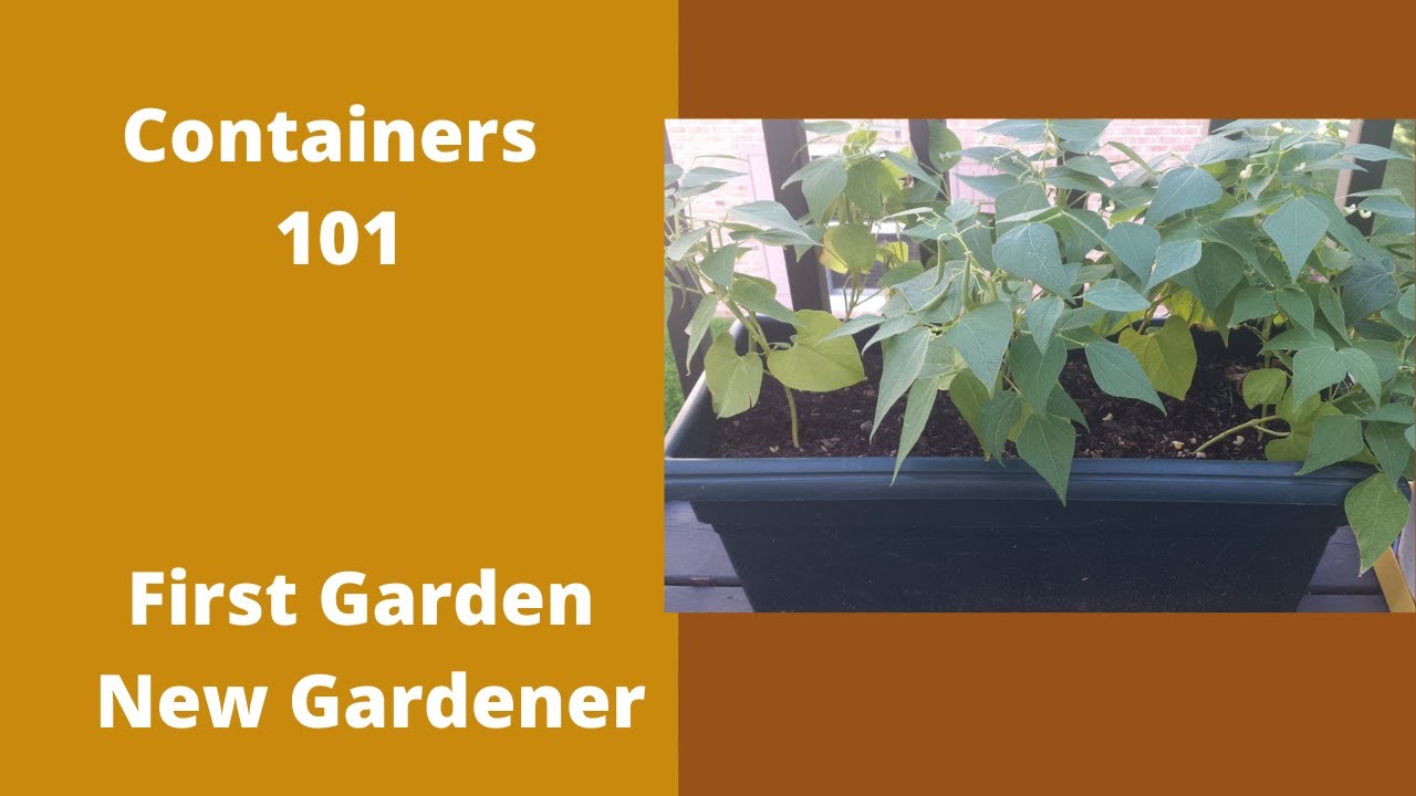 Container gardening 101 - First Garden new gardener
