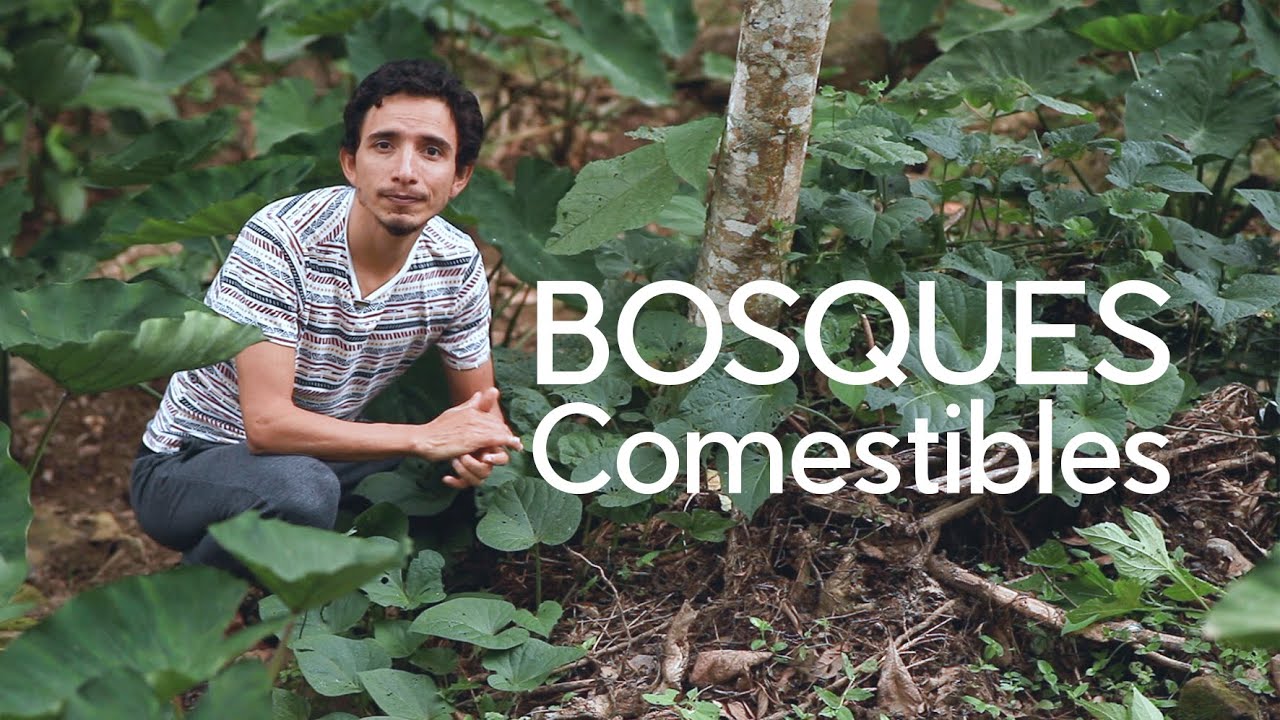 Sistemas Agroforestales en el Nahual (permacultura)