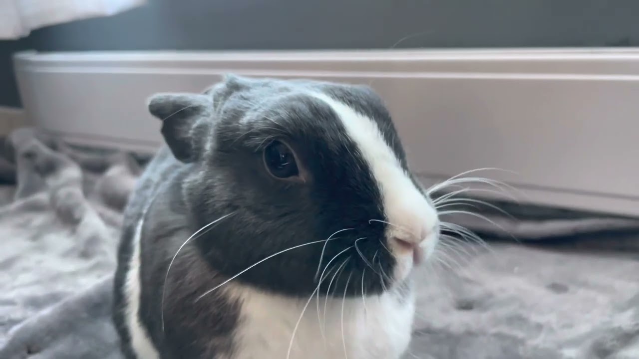 Small Piece of Banana for a Very Good Girl