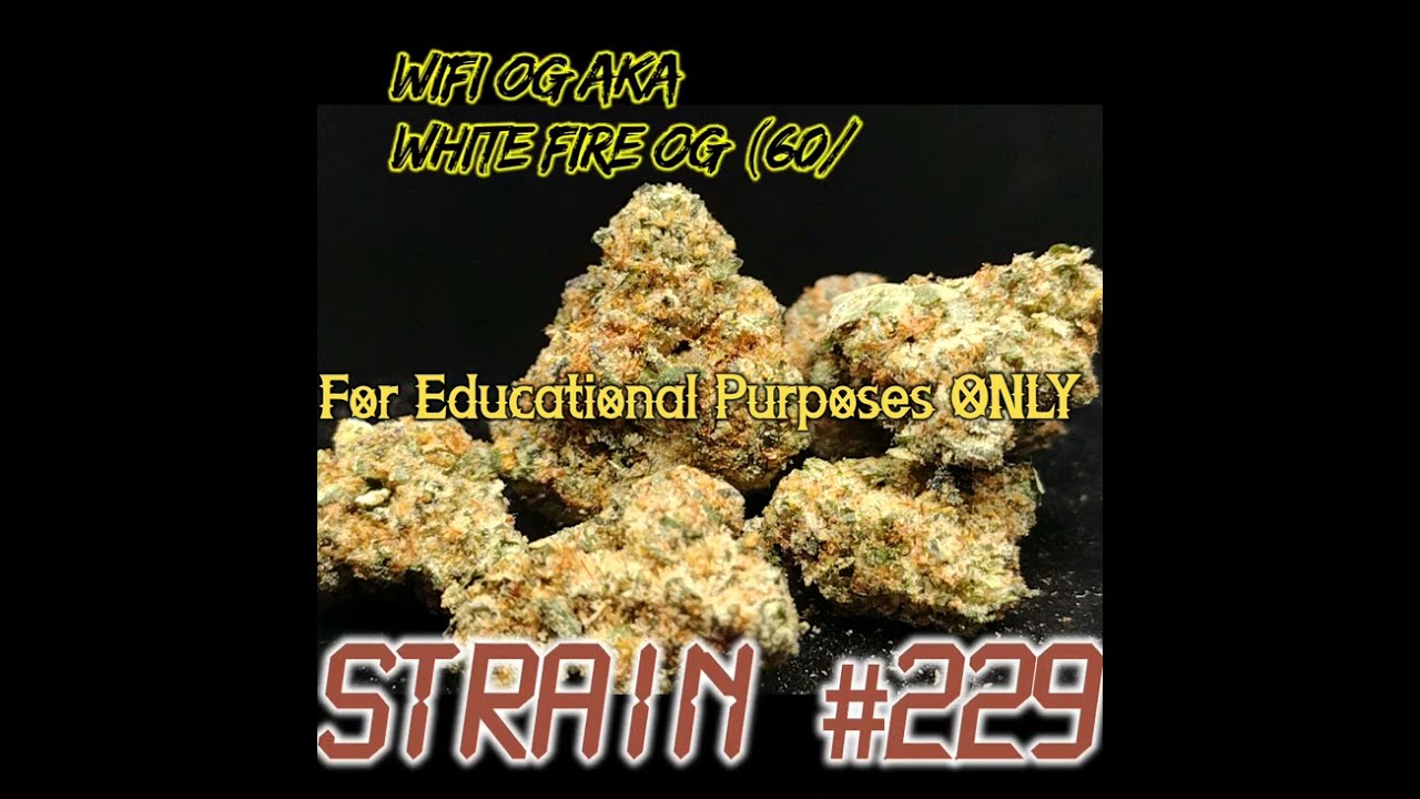 WiFi OG AKA White Fire OG (IH) Strain Review Budpedia