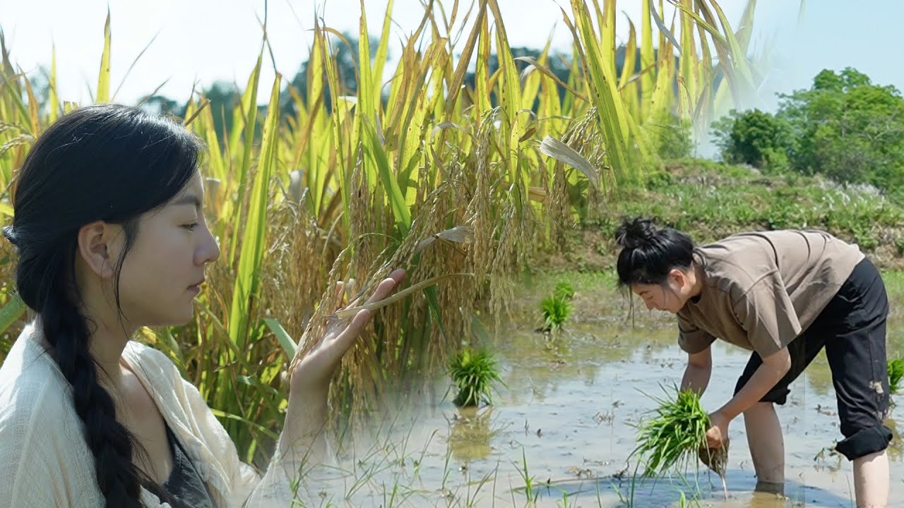 The life of rice｜春播一粒穀，秋收滿倉糧。四季輪迴間，稻穀香四溢。