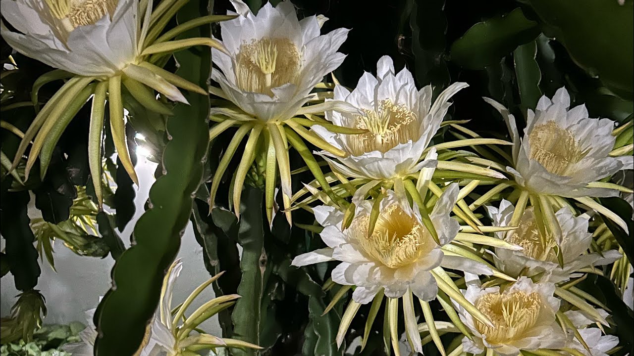 Pitaya| Da flor ao fruto