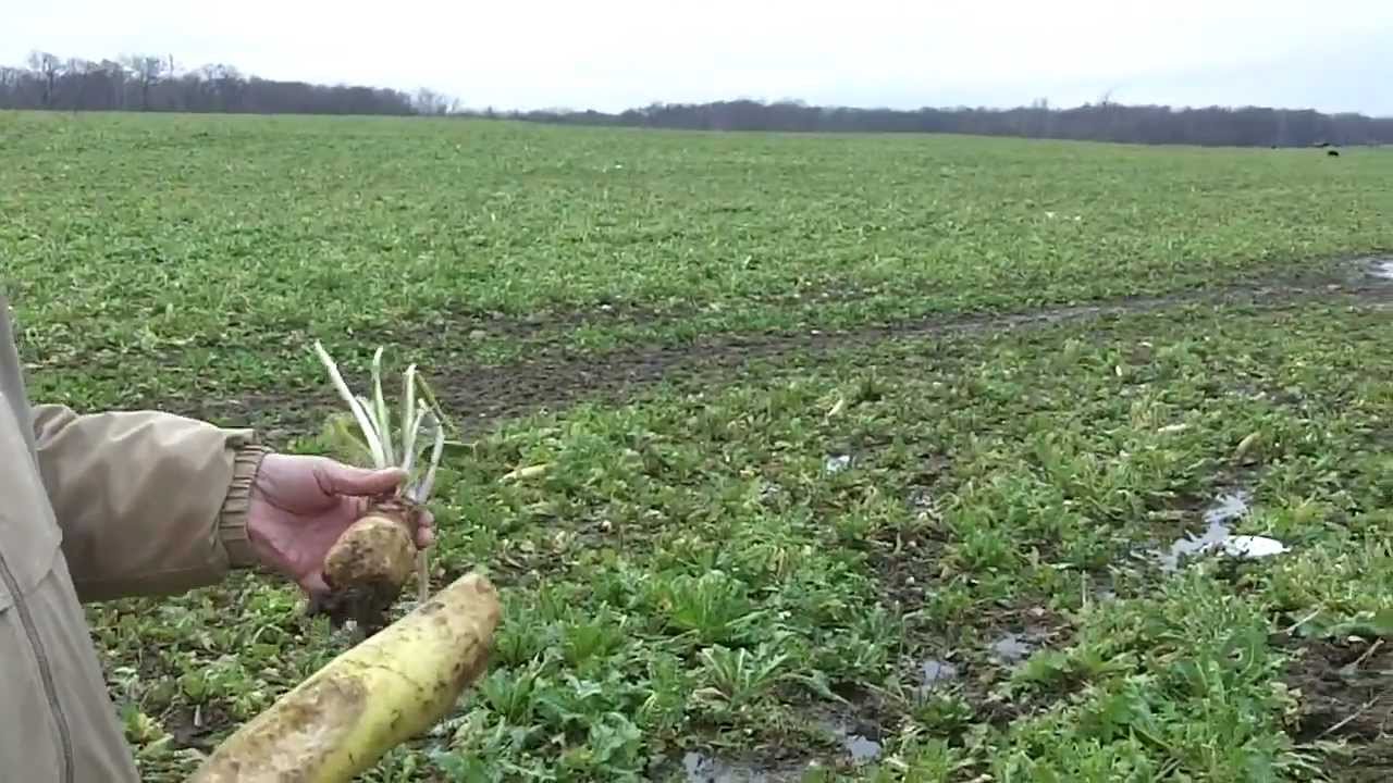 Grazing Cover Crops - Radishes and Turnips