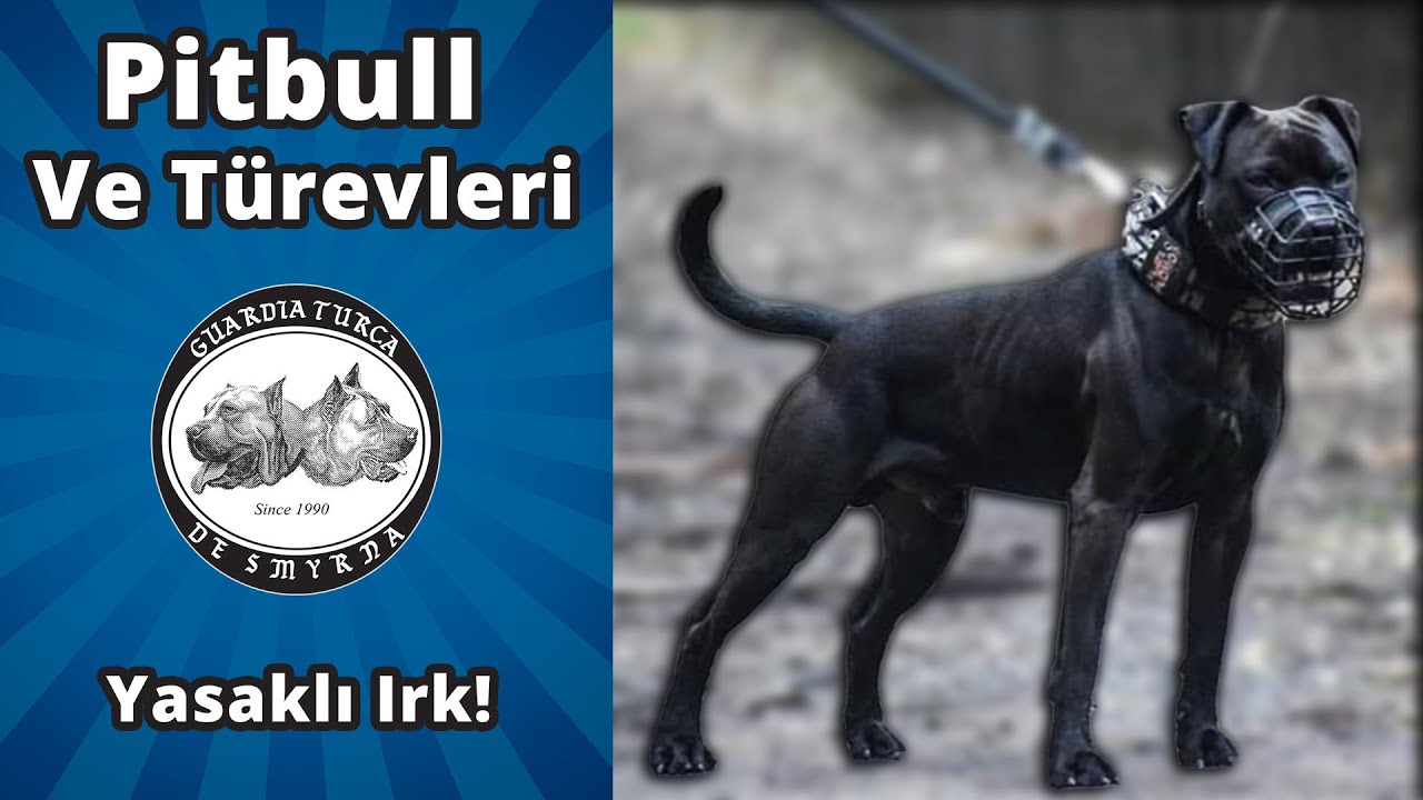 Pitbull ve Türevleri - Karıştırılan Türler - Yasaklı Irklar