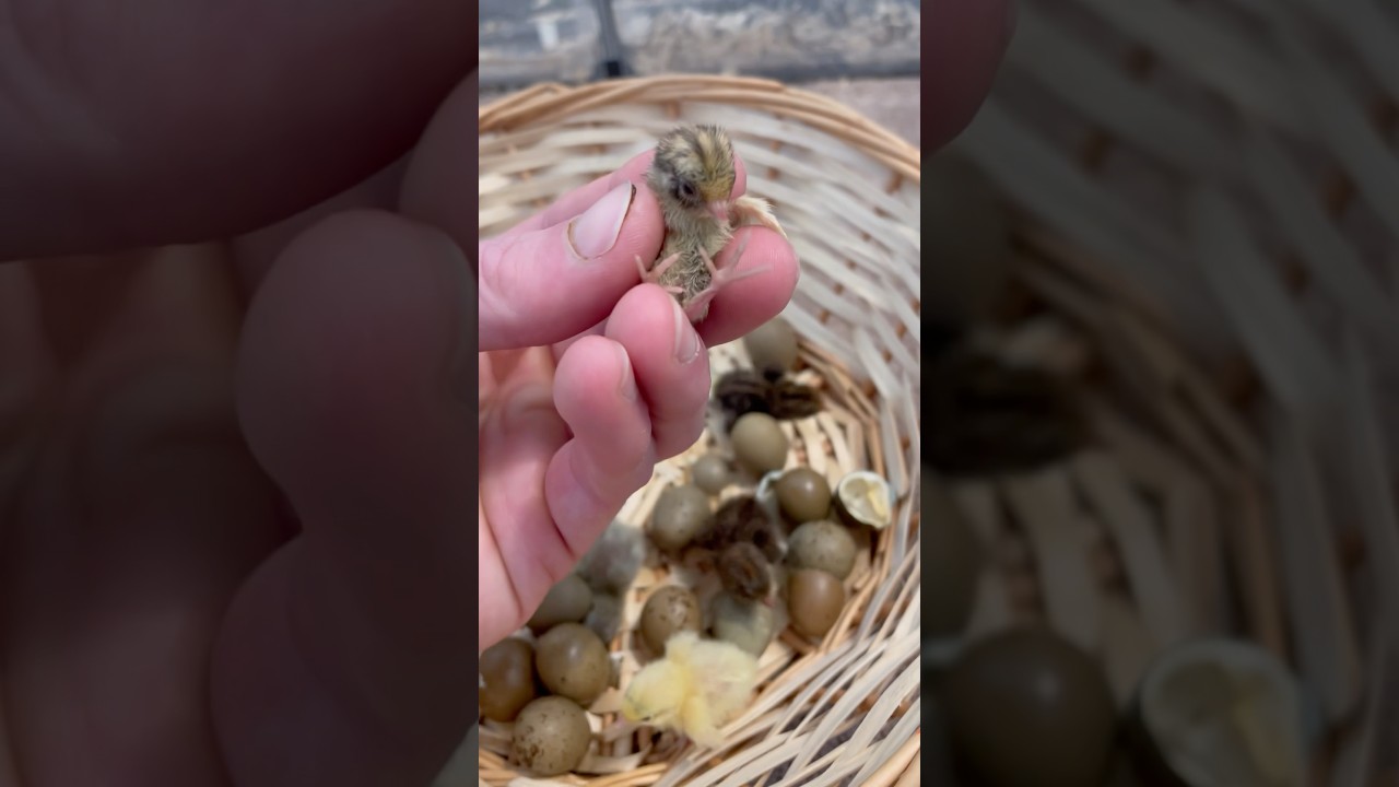 Had a button quail hatch this morning, look how tiny 😂💙 #buttonquail #babyanimals #cuteanimals