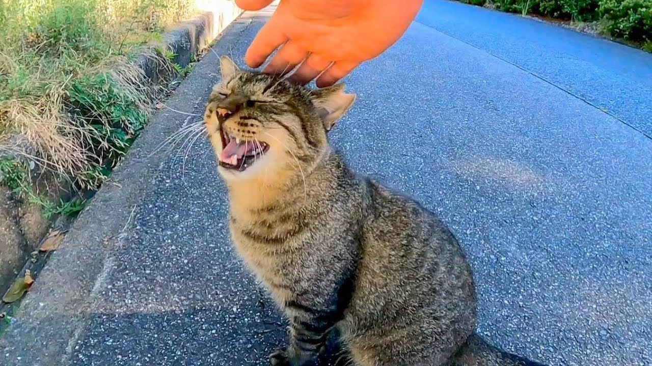 На дороге был бездомный кот, поэтому, когда я подошел к нему, кота говорила со мной.