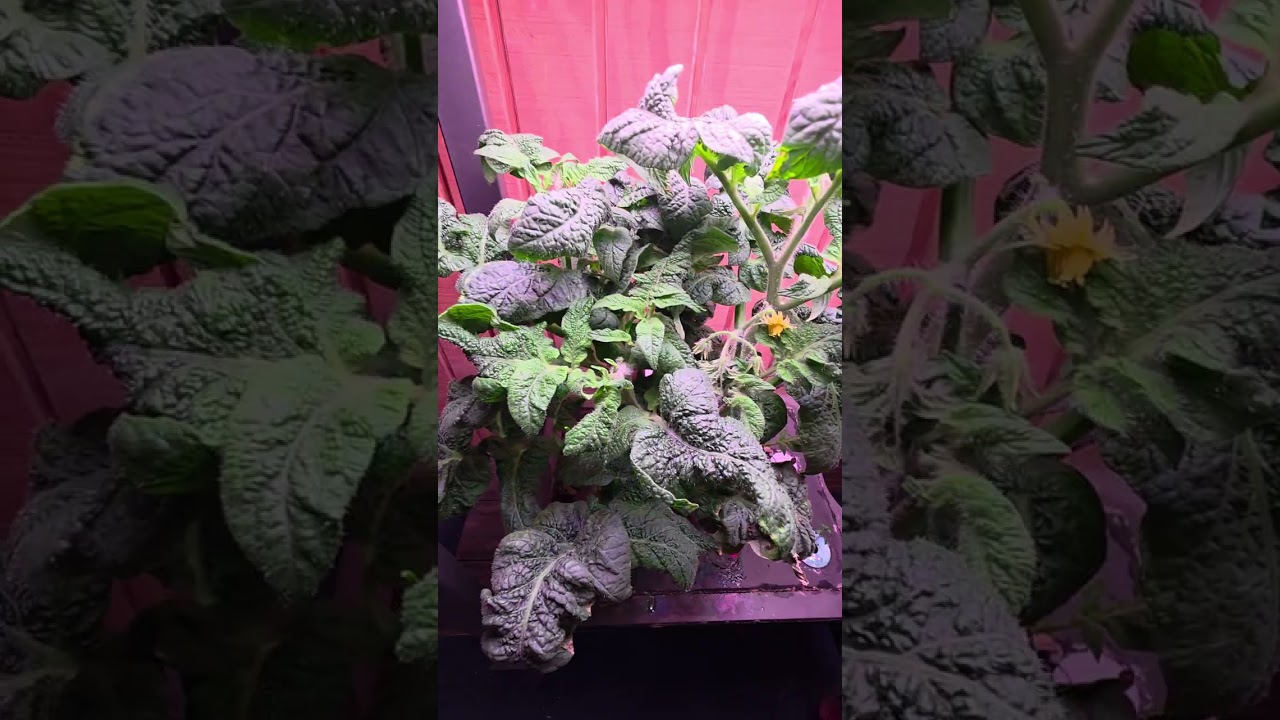 Winter Indoor Hydroponic Garden Tour #MicroDwarf2526 #WIG2025 | 8 Varieties of Tomatoes 🍅 Day 60