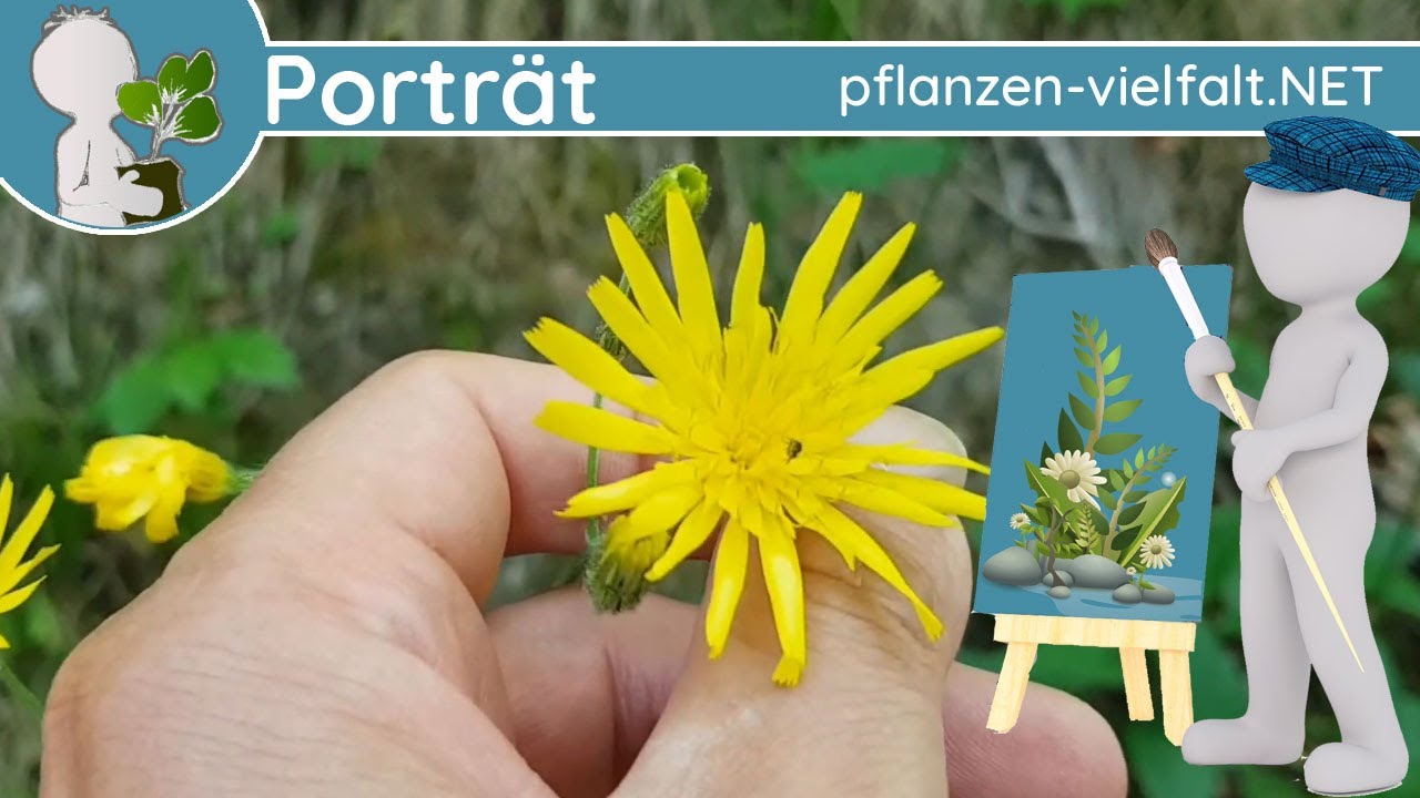 🖼️ Portr&auml;t 064 - Wald-Habichtskraut (Hieracium murorum) - Wildpflanzen-Steckbrief (Essbar)