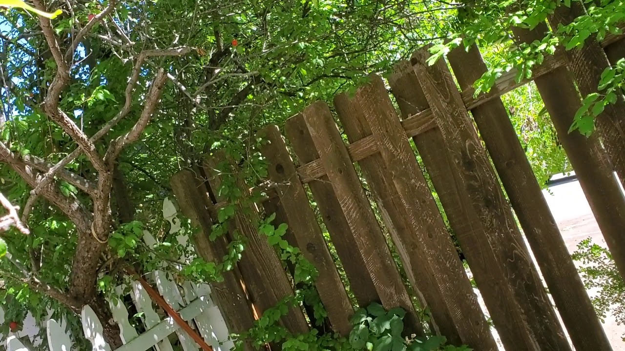 Picking Plums🍑🍑