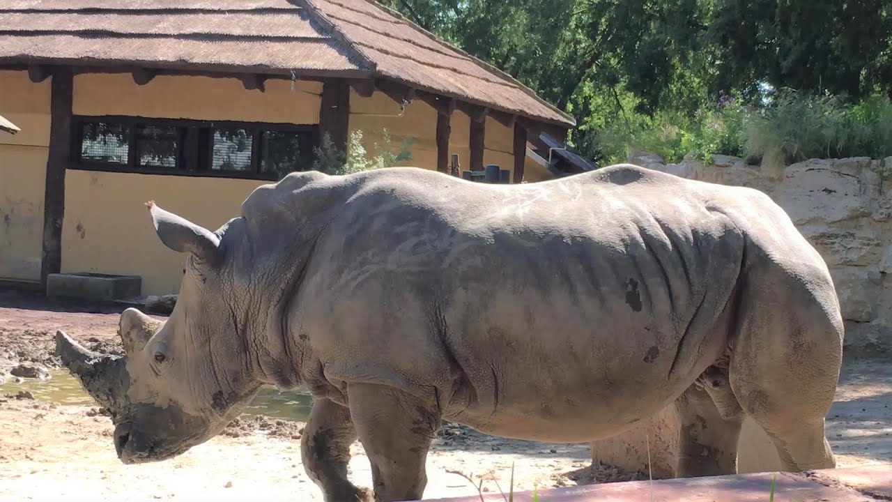 Bioparco di Roma/I rinoceronti Thomas e Kibo/ zoo di Roma
