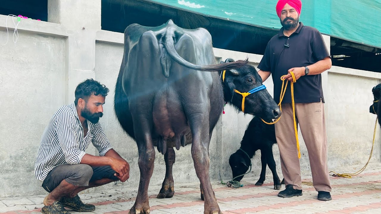 ਹਰਵੇਲ ਜੋੜ ਸਿੰਘ ਵਾਲੇ ਕੋਲ 2 ਵਹਿੜਾ 2 ਮੱਝਾਂ ਵਿਕਾਉ/ ਬੱਸ ਜਾਇਜ਼ ਸਸਤੇ ਮੁੱਲ/ ਪੱਟੀ ਤਰਨਤਾਰਨ 