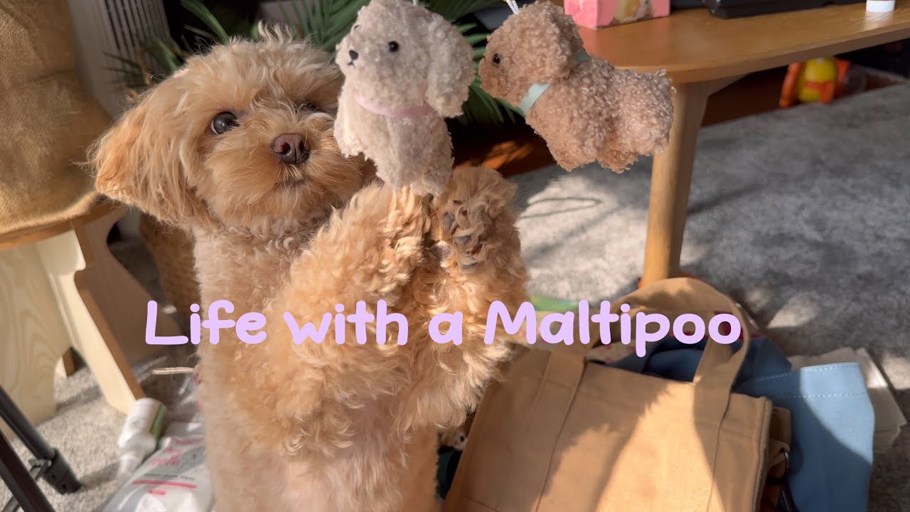 Life with a Maltipoo 🤎 