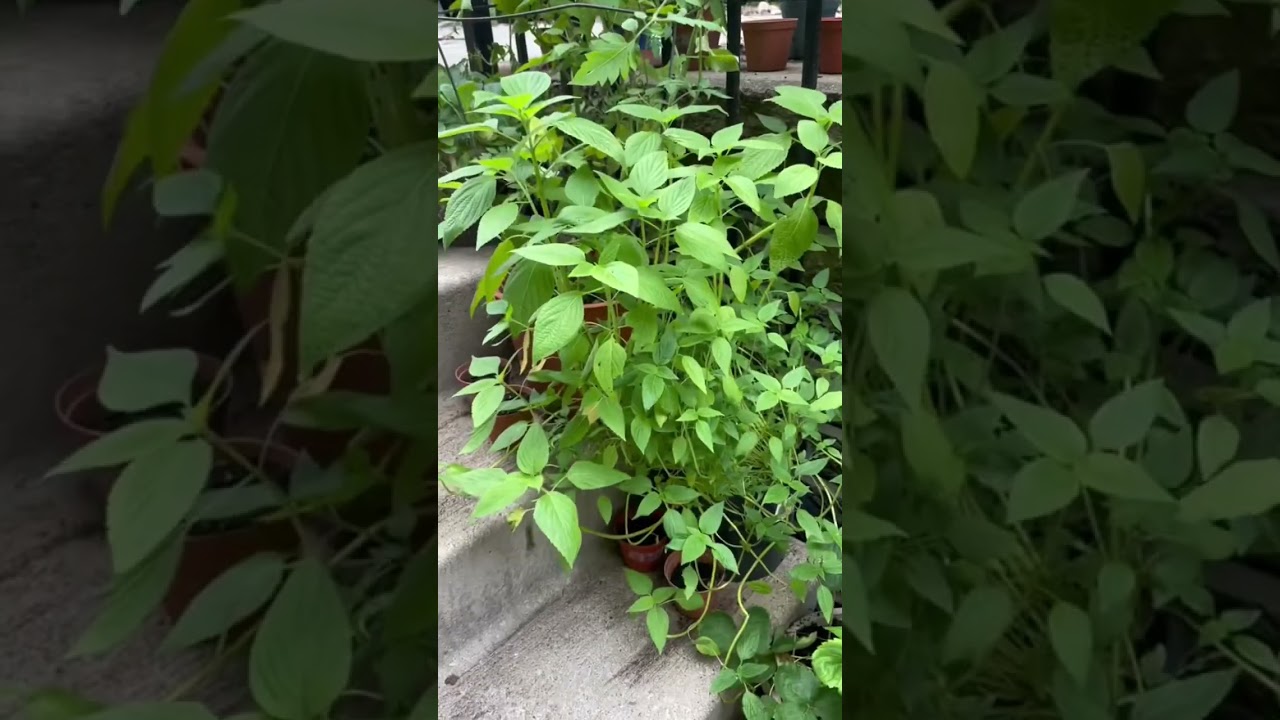 История о растении чиа из прошлого года. Обновление: сохраните свои 💀 растения! 🌱 #howtowithjessie