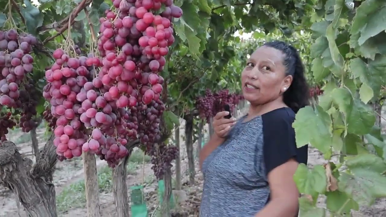 MONFORTE DEL CID VALLE DE LAS UVAS Y SAN PASCUAL ROSITA G Y LAMEC ECUATORIANOS POR ESPAÑA