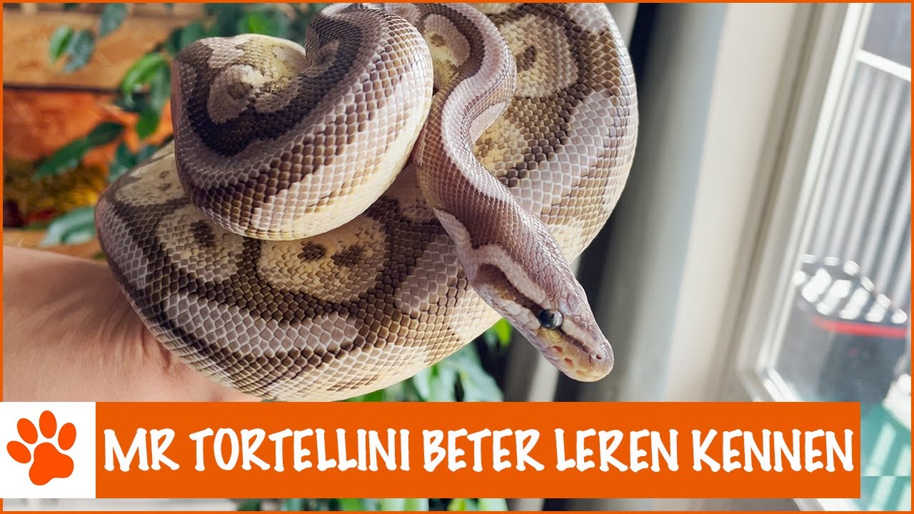 Dingen die je niet weet over Mr. Tortellini | DierenpraatTV