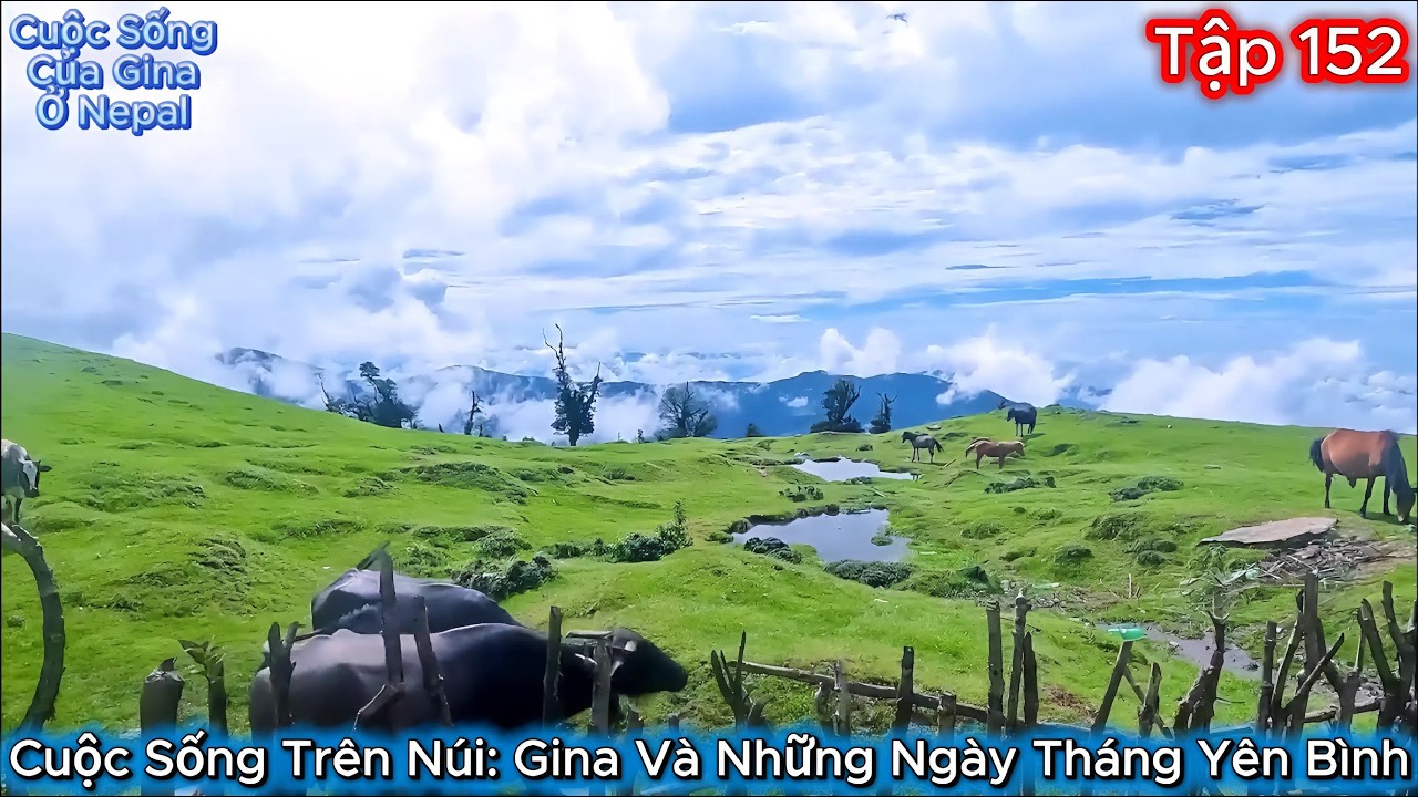GINA Tập 152 - Cuộc Sống Trên Núi: Gina Và Những Ngày Tháng Yên Bình