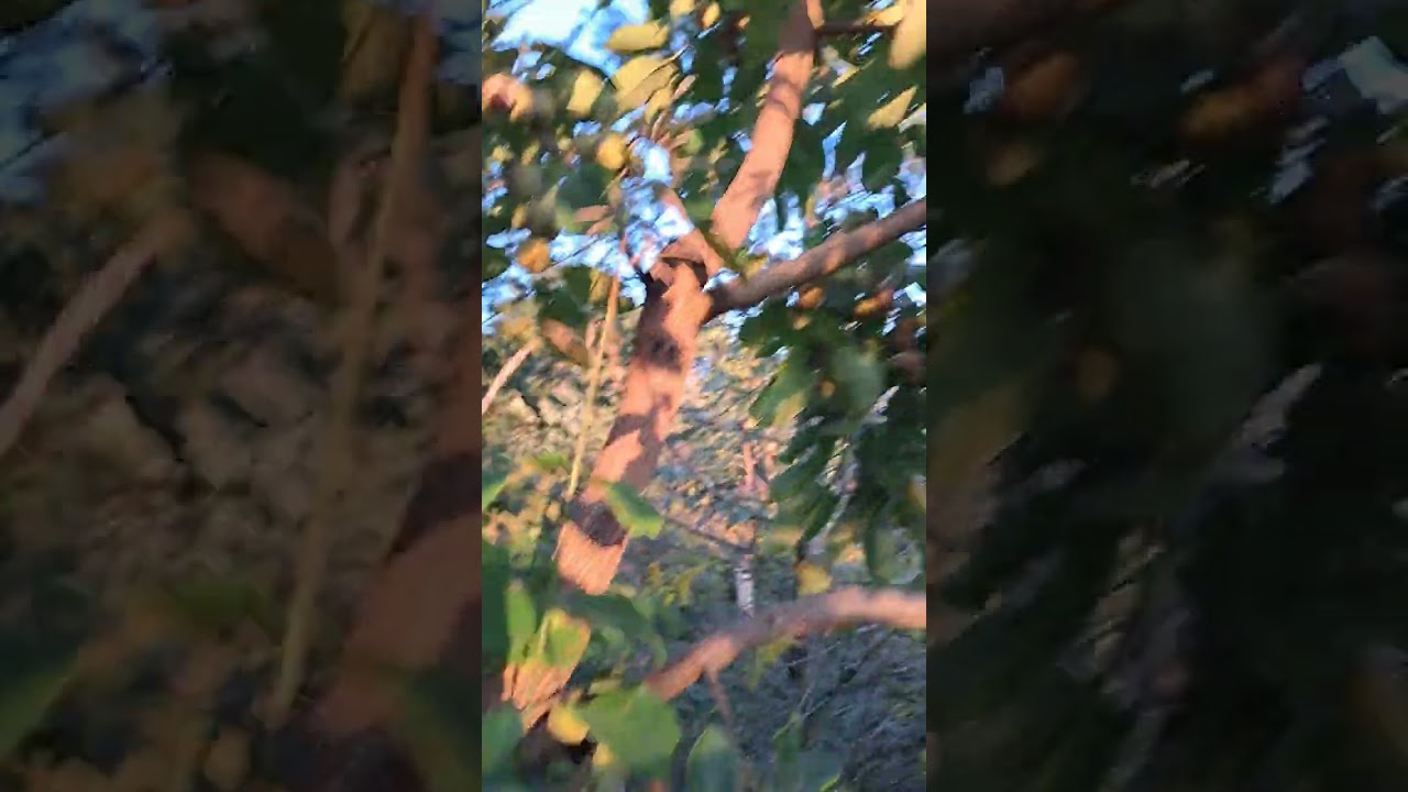 Growing apple trees in tree tubes (part two)