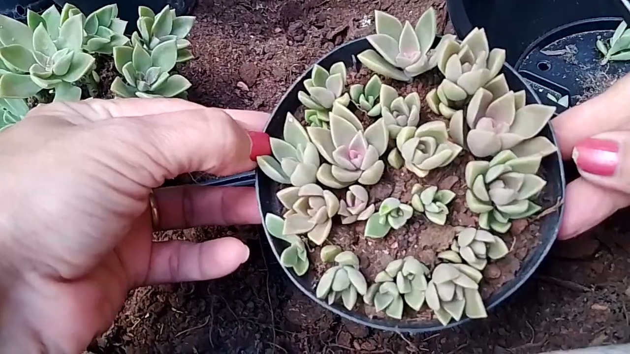 Replante do Ebracteatum e um thour Pelo berçário 🥰#suculentas #plantas #caminhoparaumavidamelhor 
