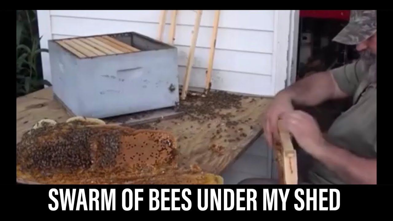 JP the BEEMAN VS SWARM IN MY SHED