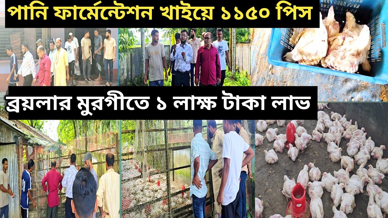 পানি ফার্মেন্টেশন এবং সাথে ৪২ বস্তা খাবার খেয়ে ১১৫০ পিস মুরগী গড় ওজন ১৯০০ গ্রাম। #ফার্মেন্টেশন 