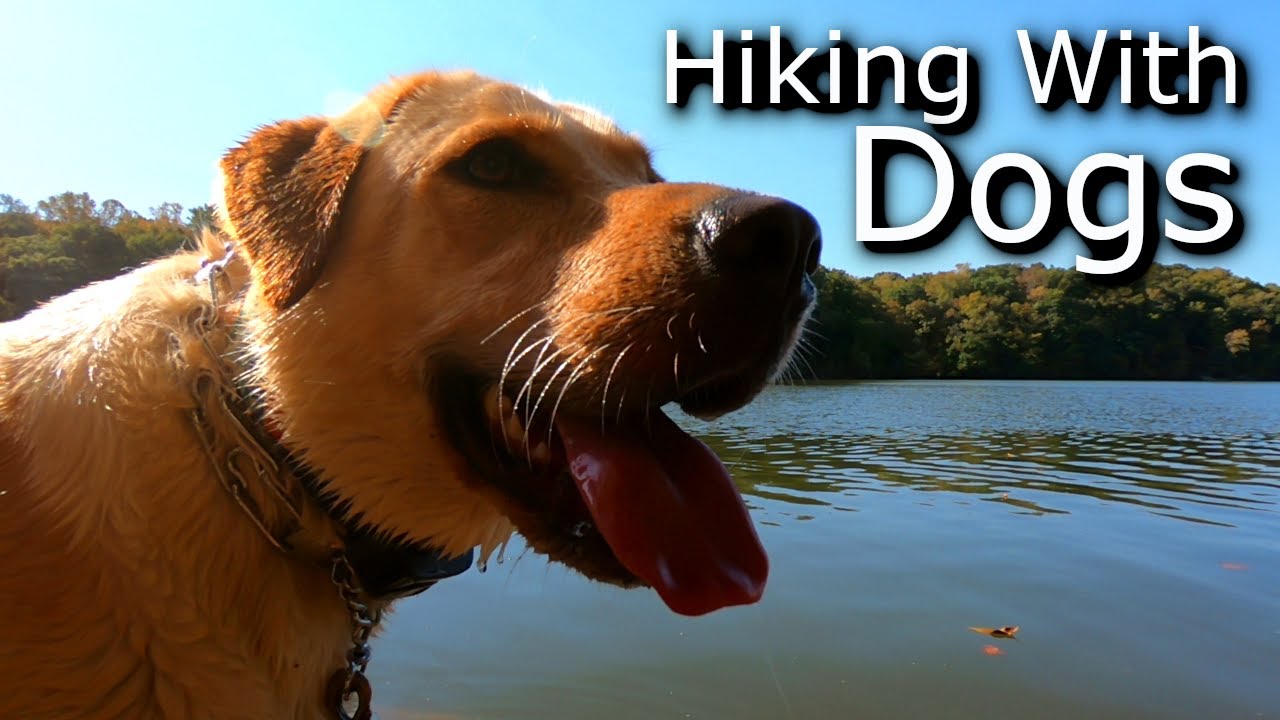 Hiking with Dogs Ep-1 - Was it a mistake?