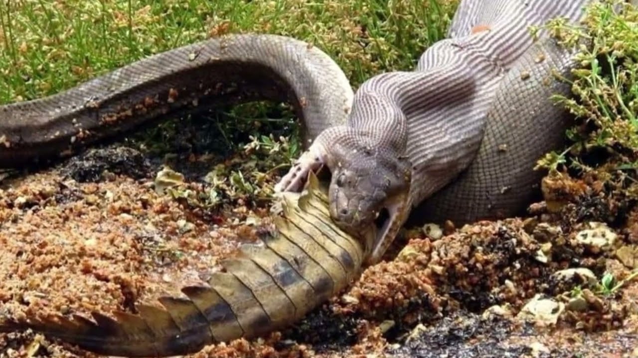 OS 9 ANIMAIS MAIS SELVAGENS que existe no territ&oacute;rio BRASILEIRO