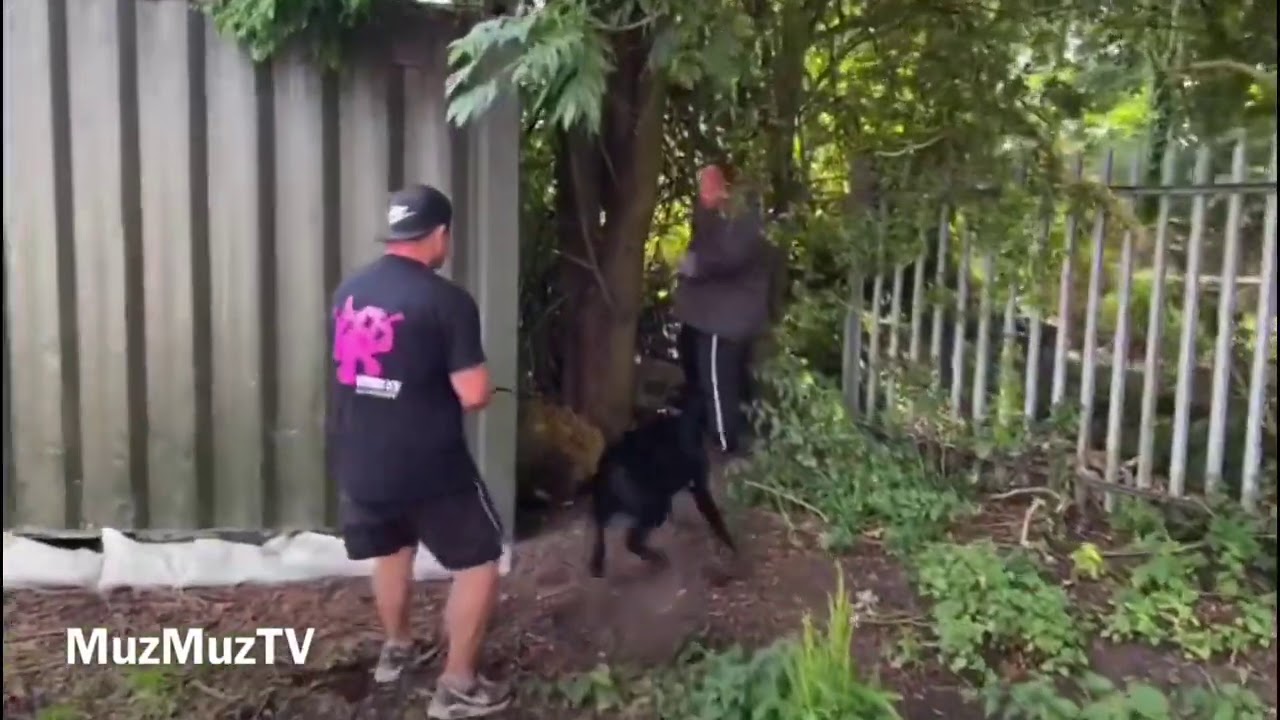 giant Schnauzer working!