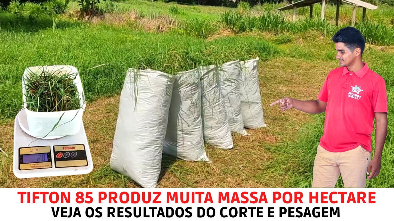 Super Produção do Capim Tifton 85: massa seca e massa fresca por hectare