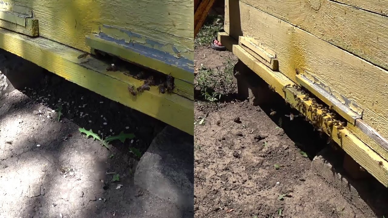 Лікування аскосферозу у бджіл методом росинки та його результат. Частина 2