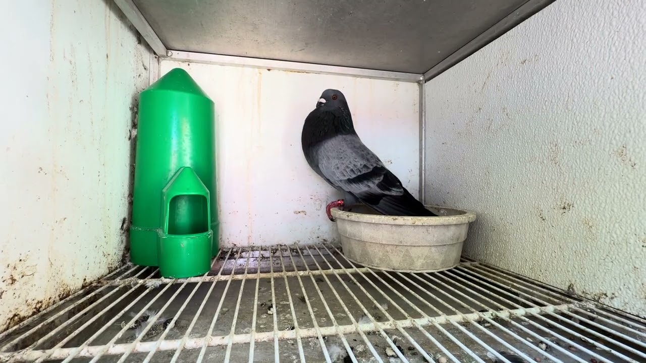 Palomas de fernando el Babalawo 