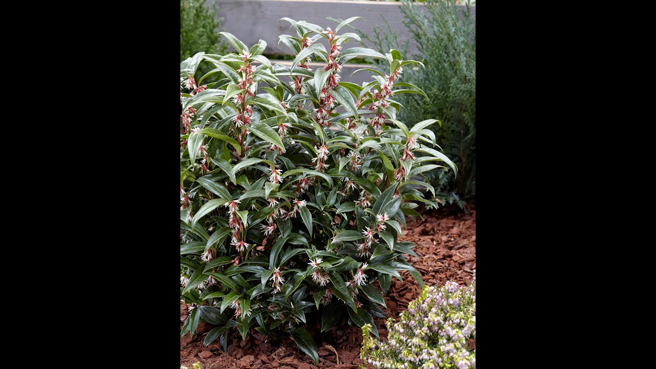Sarcococca Gem and Dragon Gate
