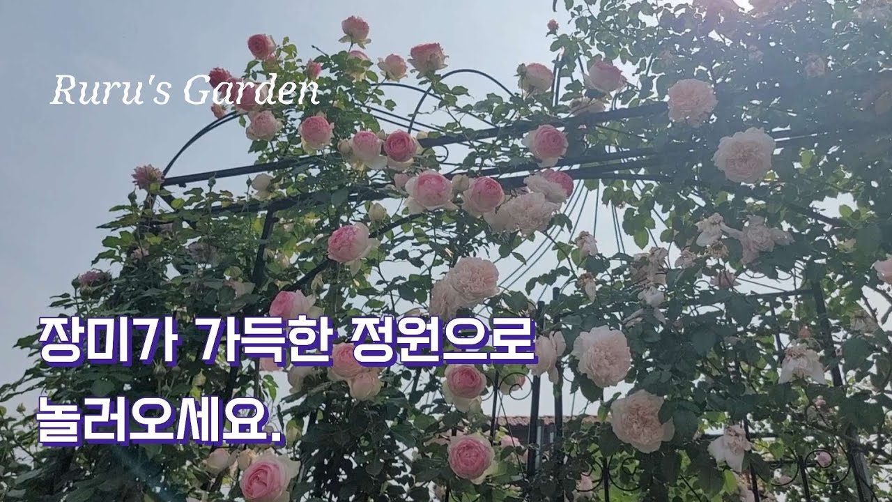 6월 장미정원 2편 | 2년차 에덴이 피고 올해 새로 심은 장미도 피고