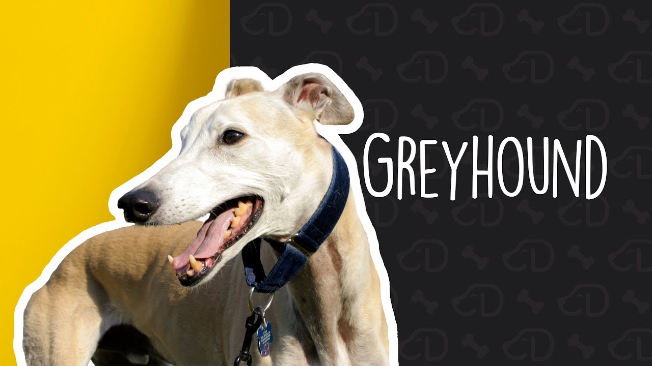 Tudo sobre o GREYHOUND! #Dogueiros #Greyhound #GalgoIngles