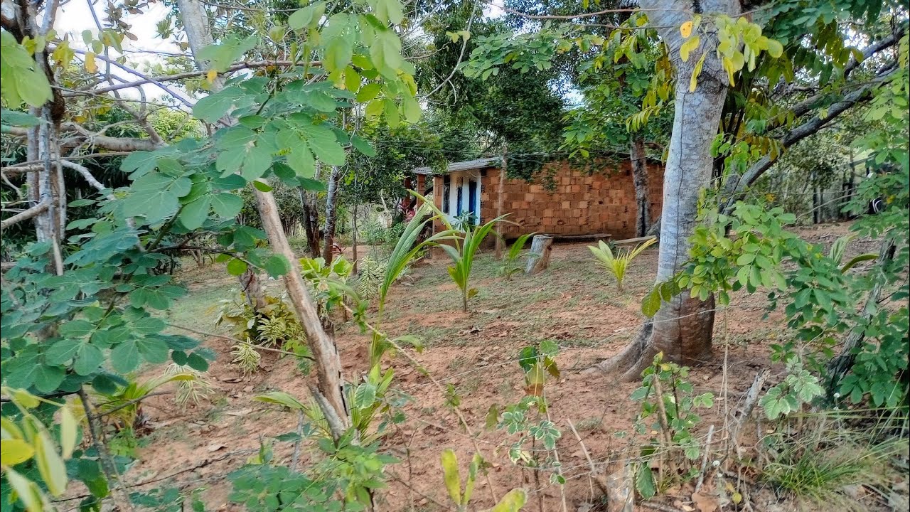 Vende sítio na Bahia linha verde mata de São João  valor 90.000 Mil. Obs continua a venda 05/12/2025