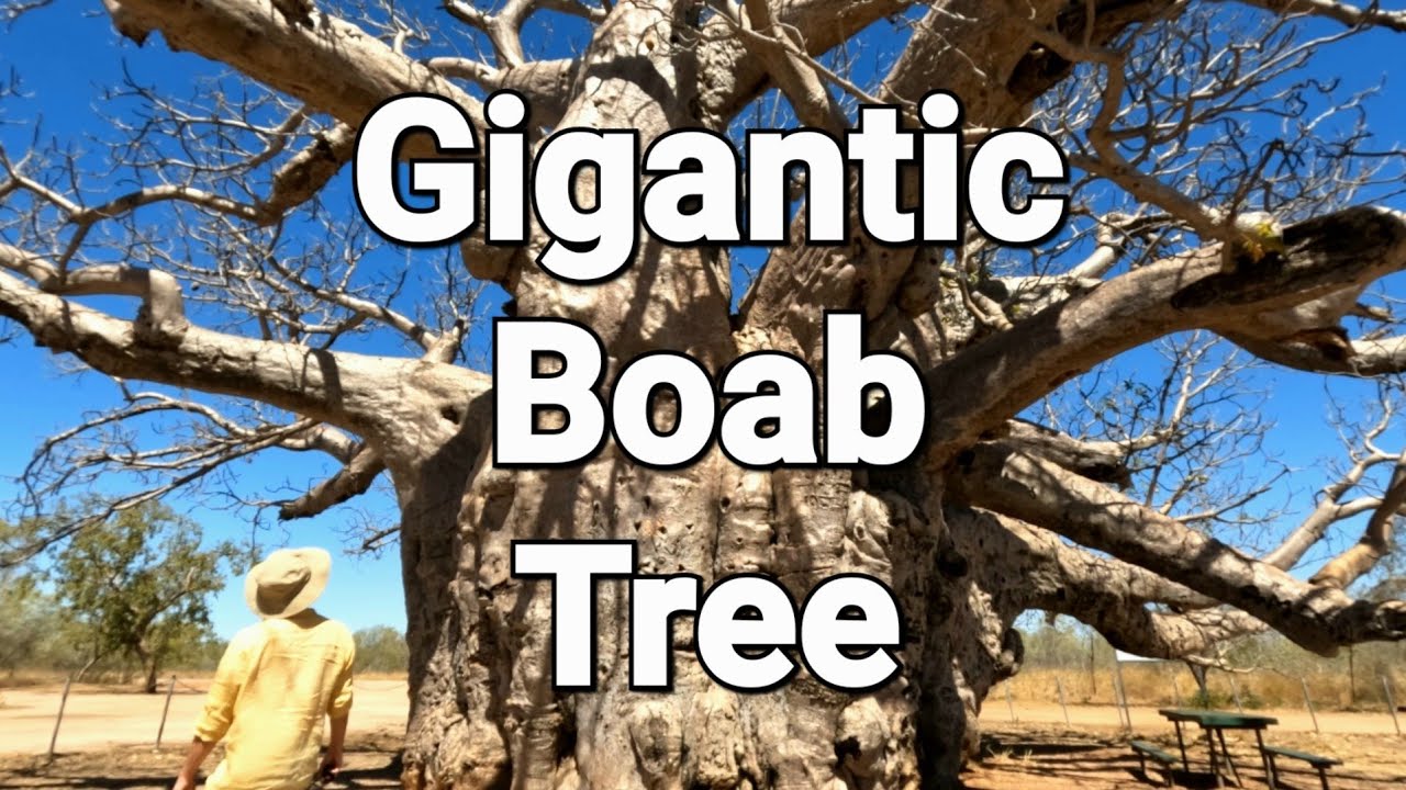 Inside Australia’s Giant Boab Trees