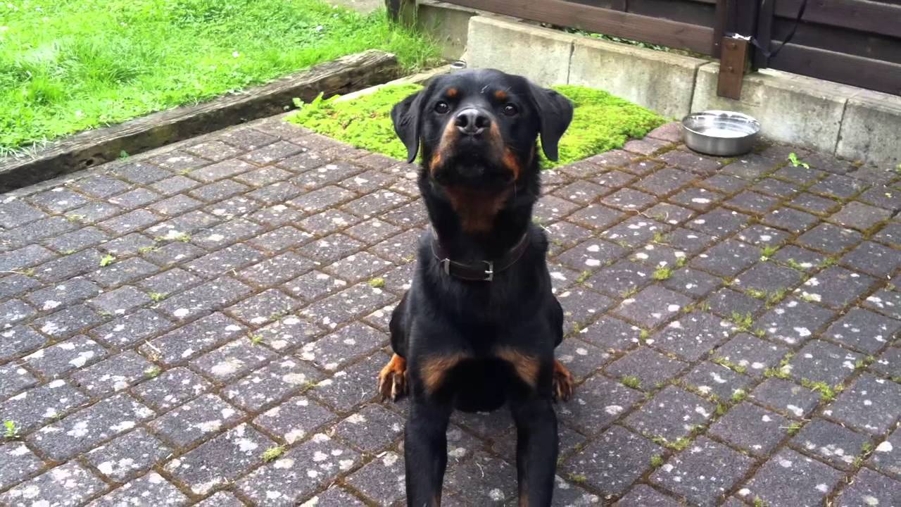 Rottweiler Balu wartet auf seine 1kg Eisfischbombe