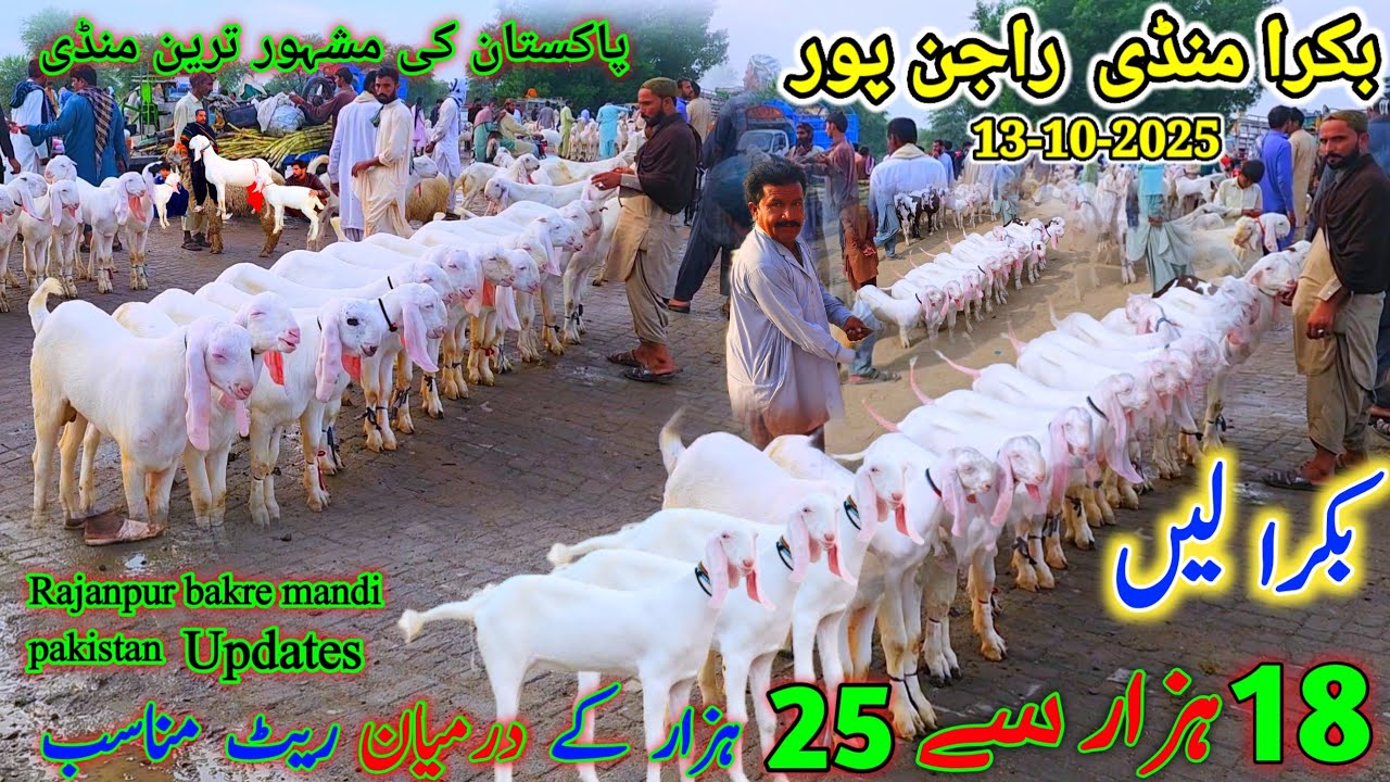 13 October 2025 bakray mandi rajanpur pakistan 2026 ky bakre | خریدار بے حد کم subha mandi ky rate 