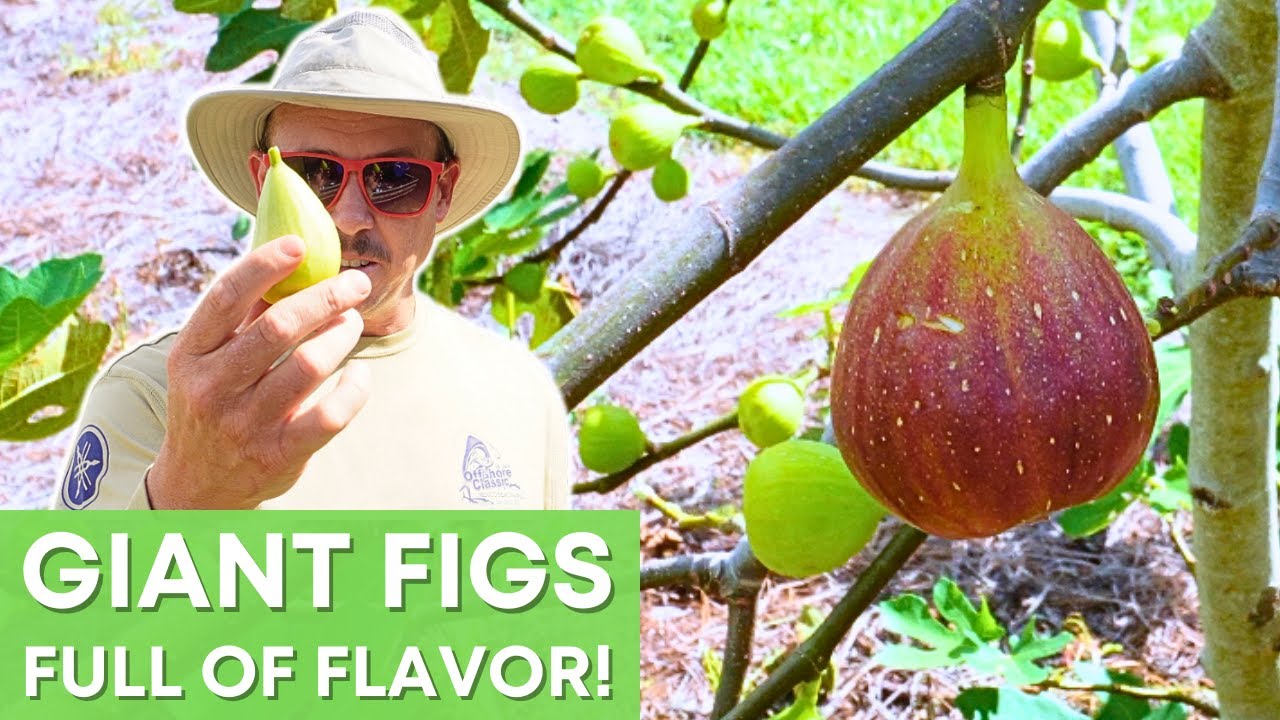 The Most Irresistible Giant Figs!