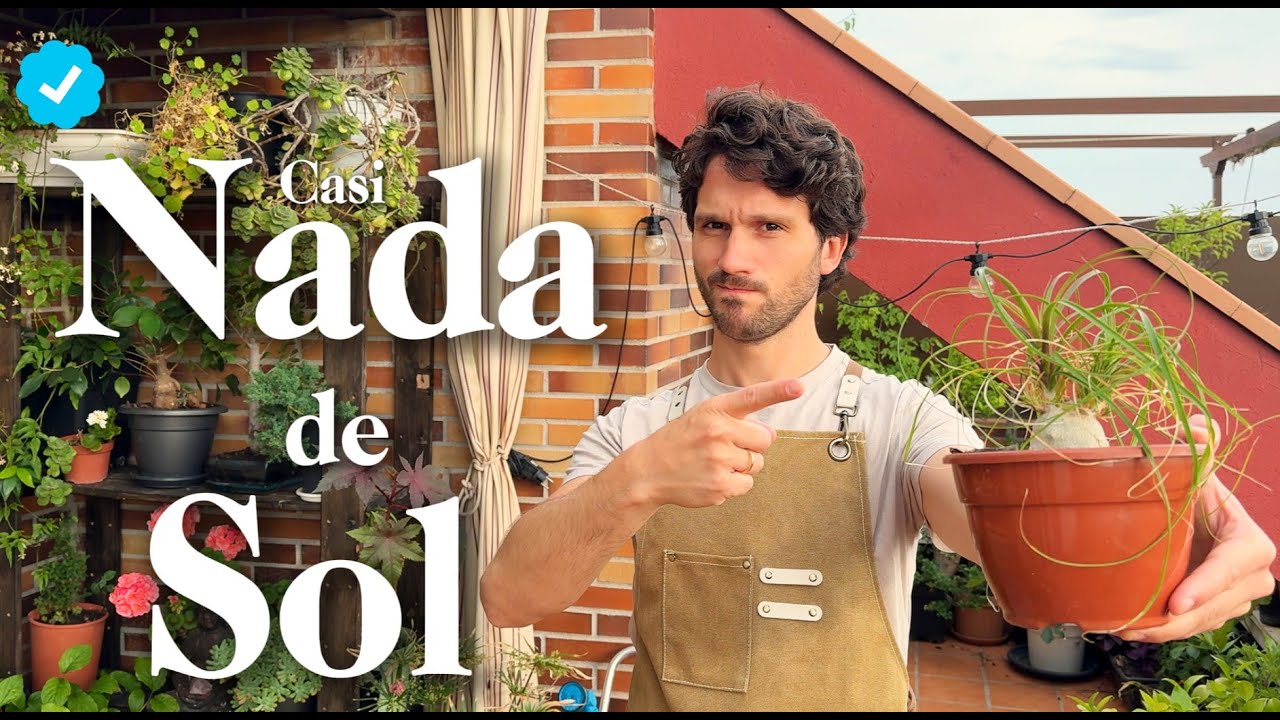TOP 10 Suculentas de Sombra | Suculentas de Poco Sol ☀️