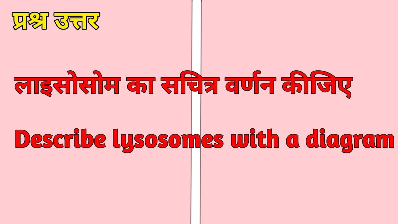 लाइसोसोम का सचित्र वर्णन कीजिए //Describe lysosomes with a diagram.