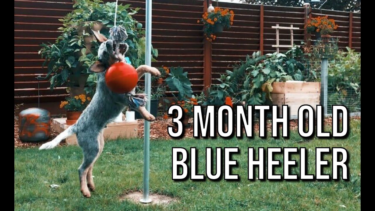 3 MONTH OLD BLUE HEELER | Rocket