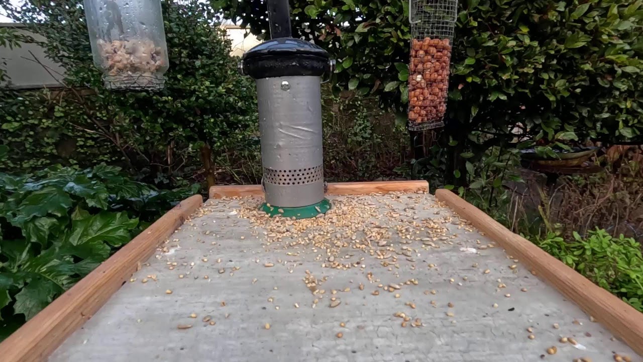 Bird Feeder Live Stream from Cobh, Ireland
