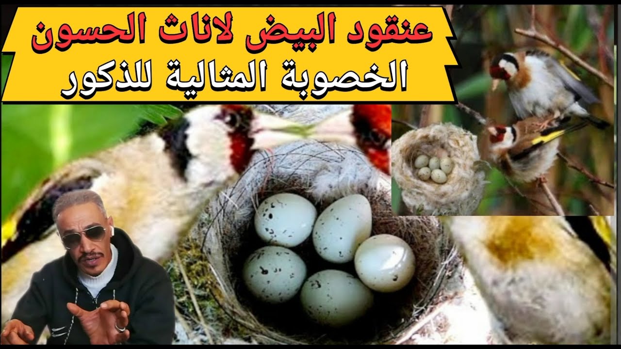 #انتاج #المقنين #تفريخ #الحسون تكبير عنقود البيض لاناث الحسون الخصوبة عند الذكور