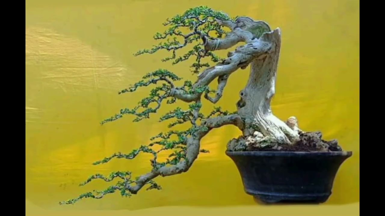 28 Inspirasi Bonsai unik langka yang memukau memanjakan mata #bonsai #bonsaiunik #inspirasi #inspo